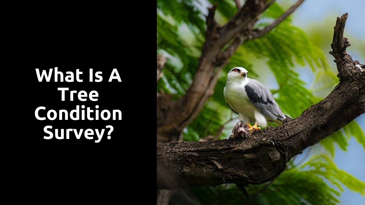What is a tree condition survey?