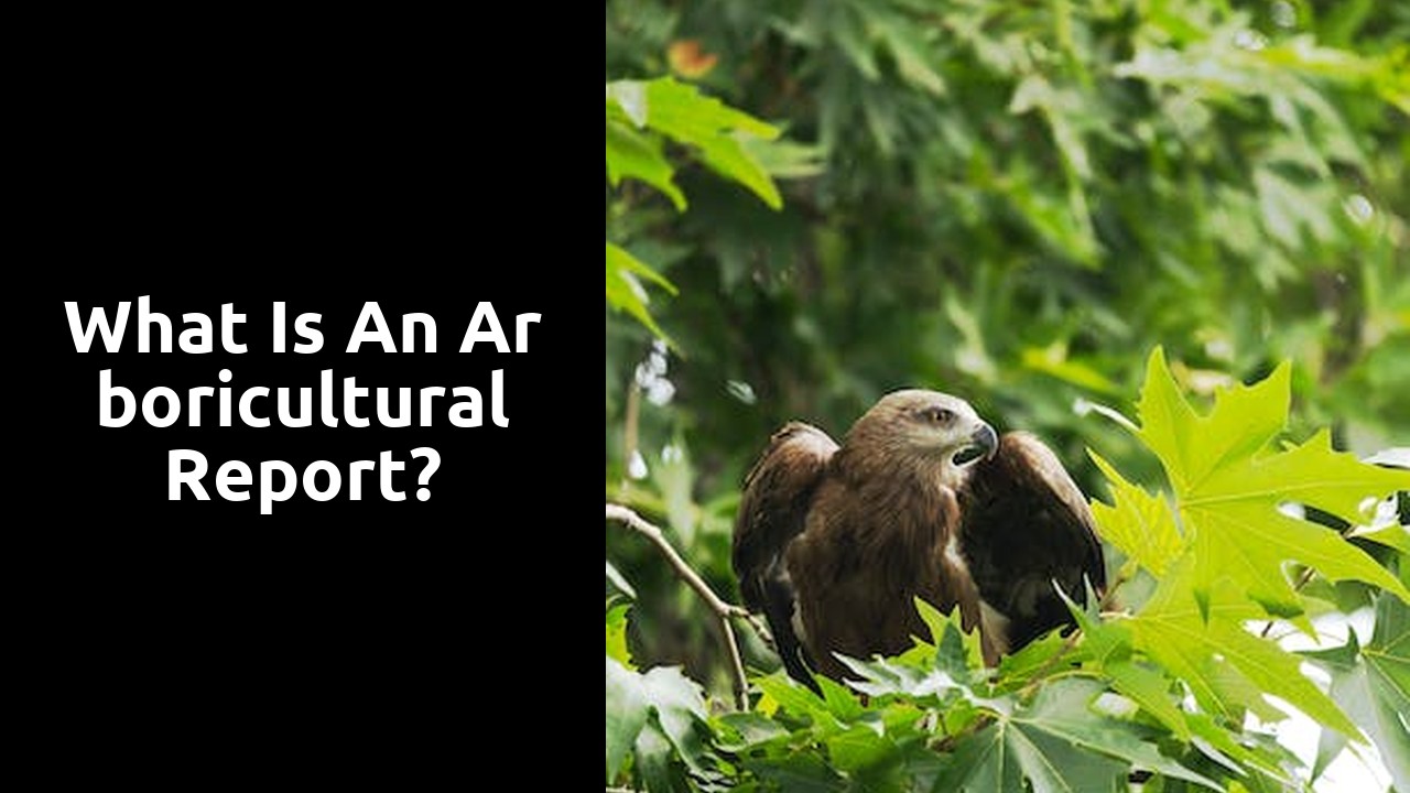What is an arboricultural report?