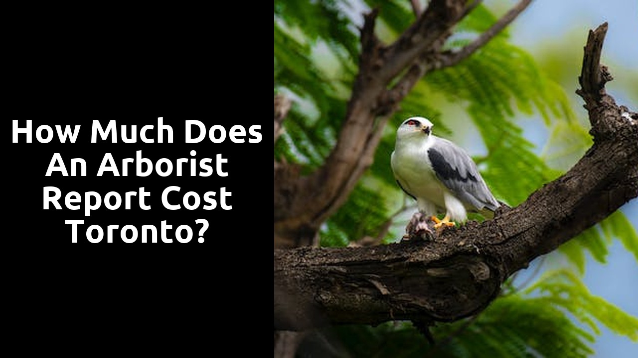 How much does an arborist report cost Toronto?