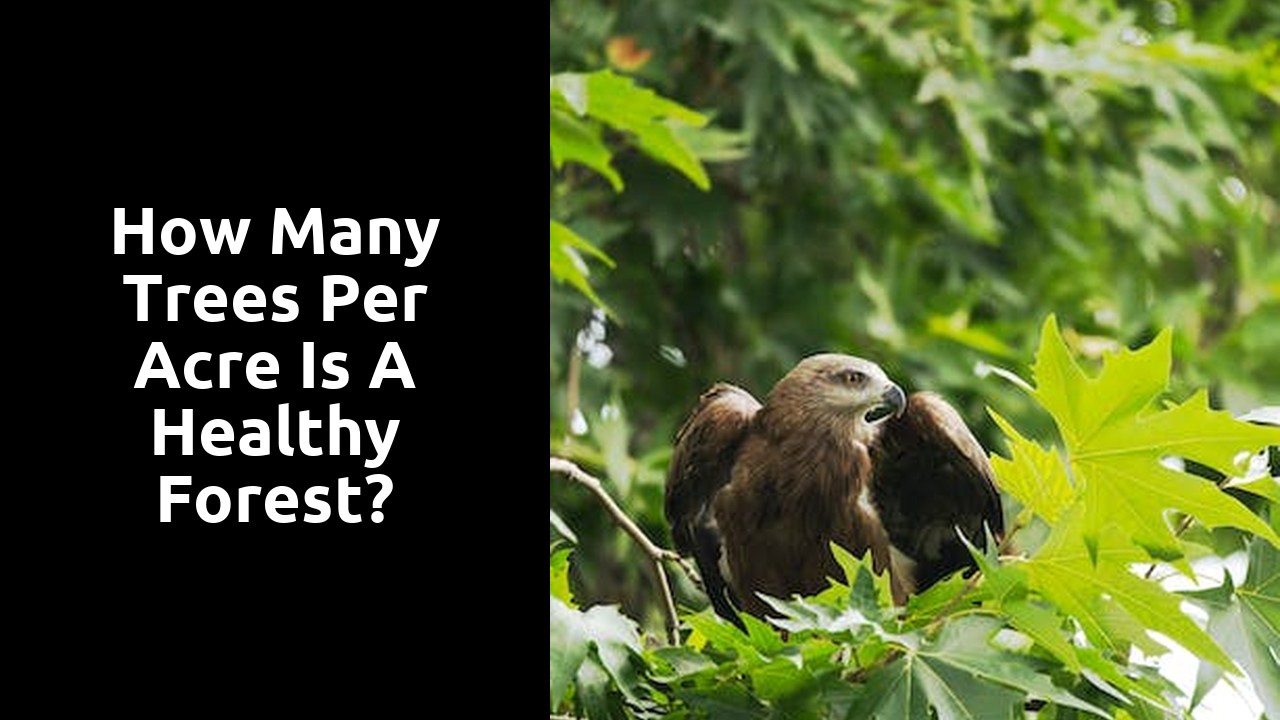 How many trees per acre is a healthy forest?