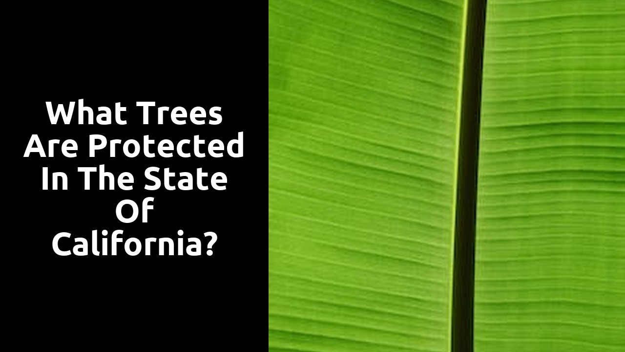 What trees are protected in the state of California?